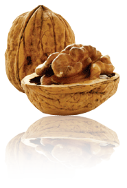 image of a Walnut